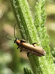 Podabrus cavicollis