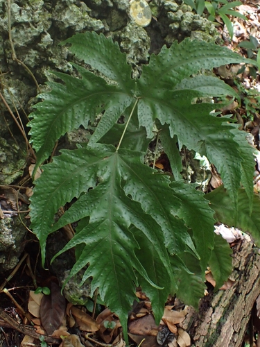 Tectaria heracleifolia