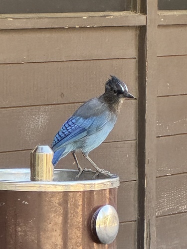 iNaturalist observation photo of Steller's Jay