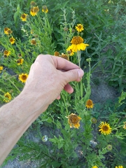 Helianthus laciniatus
