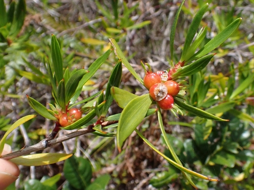 Ernodea littoralis, photograph 5