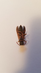 Polistes chinensis