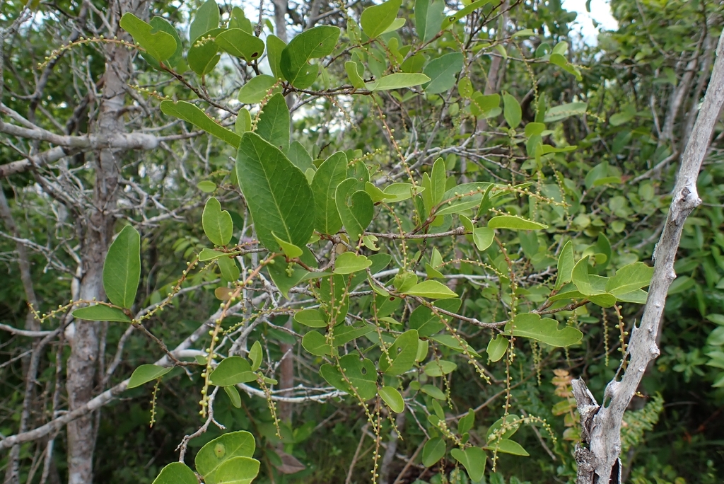 Coccoloba microstachya; photograph (c) Kurt Miller, some rights reserved (CC BY-SA)