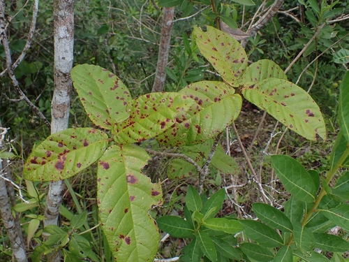 Guettarda scabra, photograph 4
