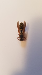Polistes chinensis