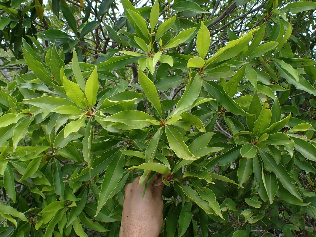 Sideroxylon salicifolium; photograph (c) Kurt Miller, some rights reserved (CC BY-SA)