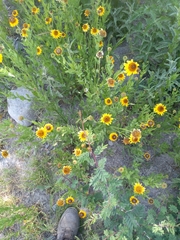 Helianthus laciniatus