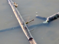 Arigomphus