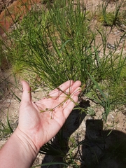 Juncus diffusissimus