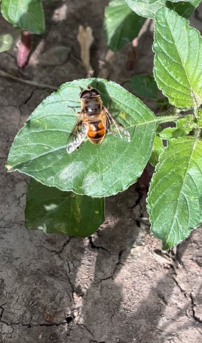 Common Drone Fly
