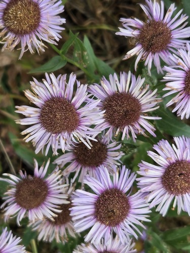 Erigeron subtrinervis, photograph 5