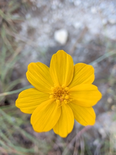 Thelesperma simplicifolium, photograph 5