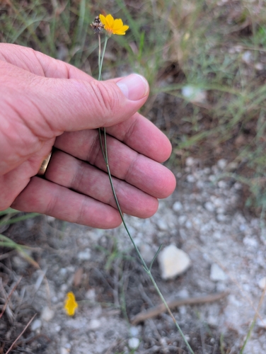 Thelesperma simplicifolium, photograph 6