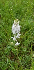 Delphinium carolinianum virescens