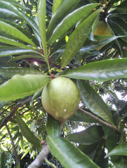 Pouteria campechiana