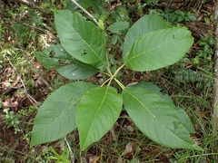 Petitia domingensis