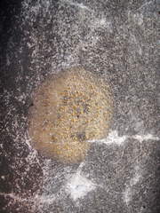 Protoblastenia rupestris