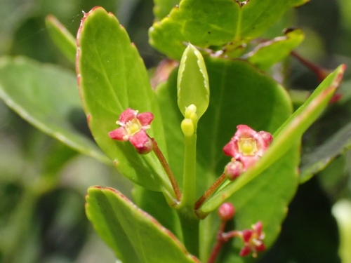 Crossopetalum rhacoma, photograph 2