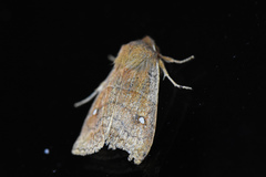 Eupsilia vinulenta
