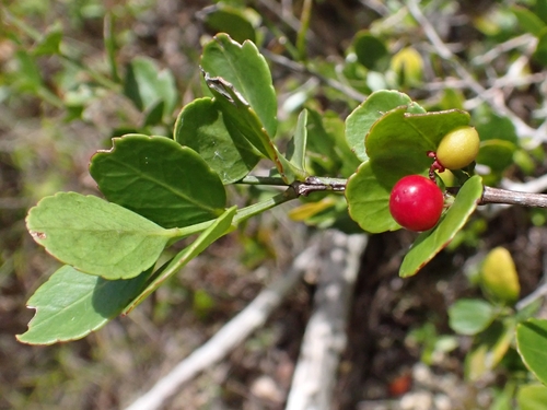 Crossopetalum rhacoma, photograph 1