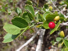 Crossopetalum rhacoma, photograph (c) Kurt Miller, some rights reserved (CC BY-SA)