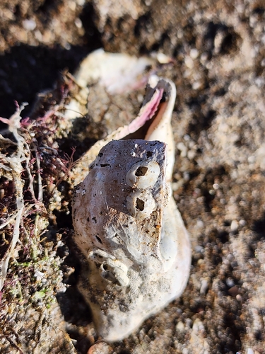 Neptunea arthritica observed 2026-08-02