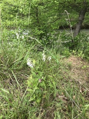 Penstemon arkansanus