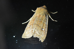 Eupsilia vinulenta