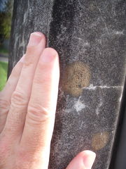 Protoblastenia rupestris