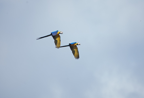 Blue-and-yellow Macaw