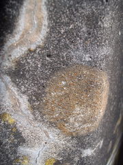 Protoblastenia rupestris