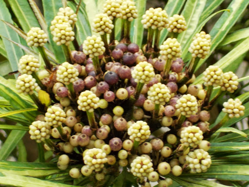 Osmoxylon
