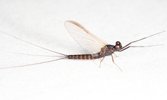 Leptophlebia