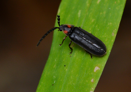 Dotted Firefly
