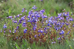 Collinsia grandiflora