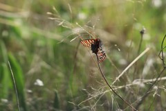 Euphydryas editha taylori