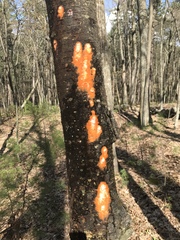 Fusicolla merismoides