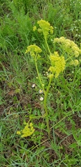 Polytaenia nuttallii