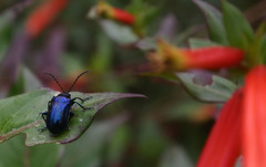 Alticina