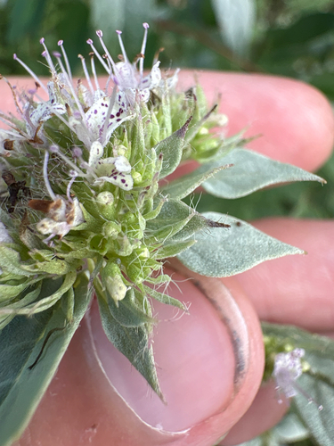 Pycnanthemum loomisii, photograph 5