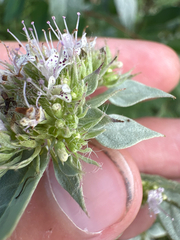 Pycnanthemum loomisii, photograph author not stated, no rights reserved
