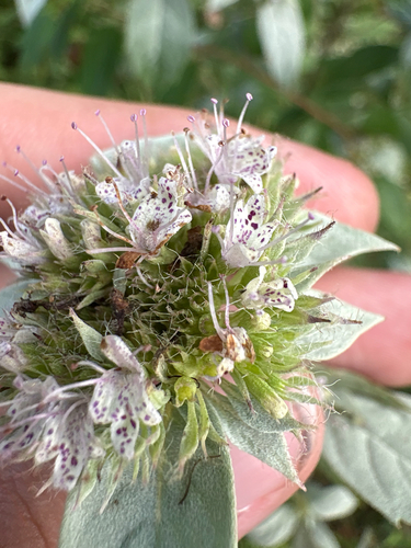 Pycnanthemum loomisii, photograph 4