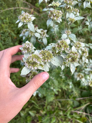 Pycnanthemum loomisii