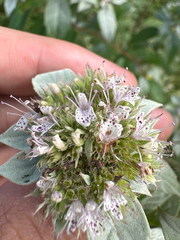 Pycnanthemum loomisii, photograph author not stated, no rights reserved
