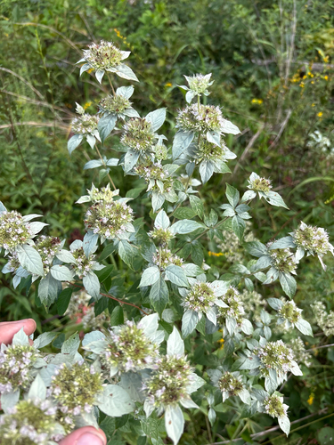 Pycnanthemum loomisii, photograph 2