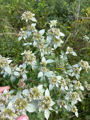 Pycnanthemum loomisii, photograph author not stated, no rights reserved