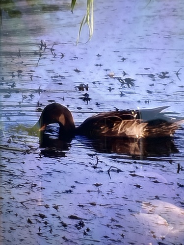 Mallard