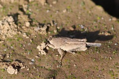 Paratettix mexicanus