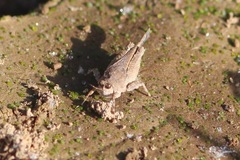 Paratettix mexicanus