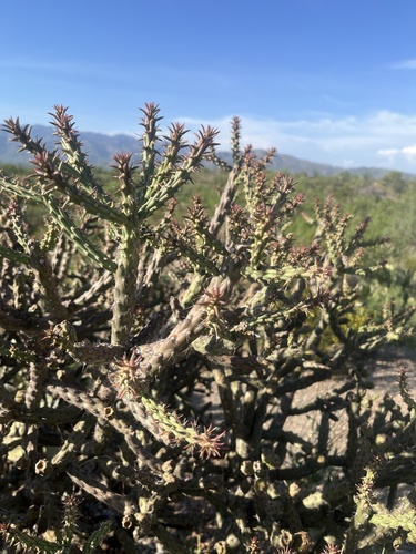 Cylindropuntia thurberi, photograph 5